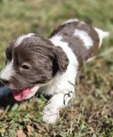 "PIXIE", a female Cavapoo for sale in Clinton, MO – 3 of 8