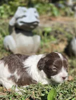 "PIXIE", a female Cavapoo for sale in Clinton, MO – 7 of 8