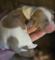 Brewery Long-haired , a male Miniature Dachshund for sale in Clinton, MO – 3 of 10