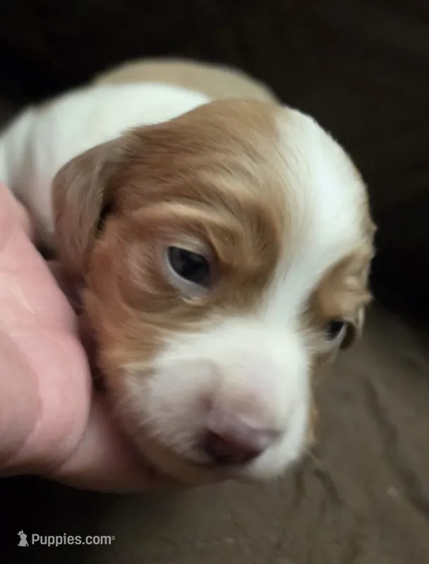 Brewery Long-haired – Miniature Dachshund puppy for sale in Clinton, MO