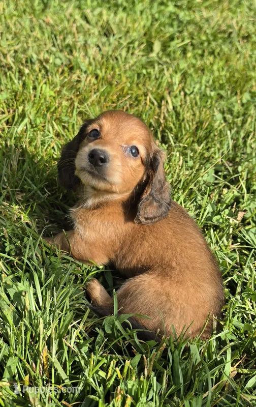Dasie Long-haired  – Miniature Dachshund puppy on hold in Clinton, MO