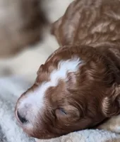 Maxes, a male Cavapoo for sale in Clinton, MO – 2 of 9