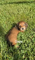 Dasie Long-haired , a female Miniature Dachshund for sale in Clinton, MO – 5 of 9