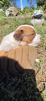 Missy, a female Cavapoo for sale in Clinton, MO – 3 of 10
