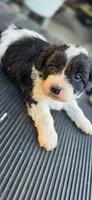 Duke, a male Cavapoo for sale in Clinton, MO – 5 of 9