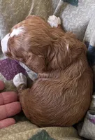 Budy, a male Cavapoo for sale in Clinton, MO – 3 of 10