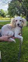 Frankie , a male Cavapoo for sale in Clinton, MO – 10 of 10