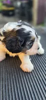 Louie, a male Cavapoo for sale in Clinton, MO – 3 of 10