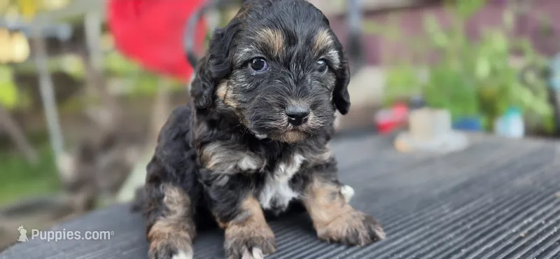 Frankie  – Cavapoo puppy for sale in Clinton, MO