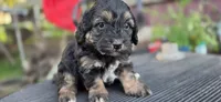 Frankie , a male Cavapoo for sale in Clinton, MO – 1 of 10