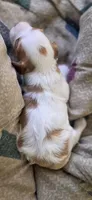 Fran, a female Cavapoo for sale in Clinton, MO – 5 of 9