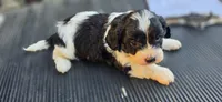 Duke, a male Cavapoo for sale in Clinton, MO – 2 of 9