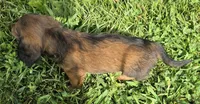 Sally Long-haired , a female Miniature Dachshund for sale in Clinton, MO – 3 of 9