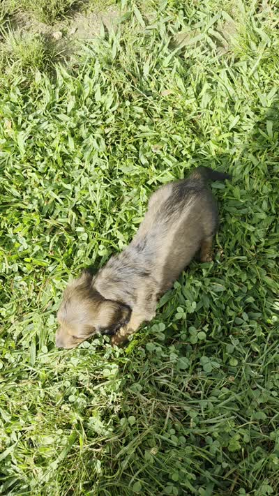 Sally Long-haired , a female Miniature Dachshund for sale in Clinton, MO – 9 of 9