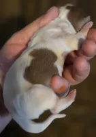 Logar Long-haired , a male Miniature Dachshund for sale in Clinton, MO – 6 of 9