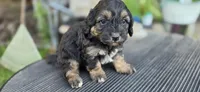 Frankie , a male Cavapoo for sale in Clinton, MO – 4 of 10