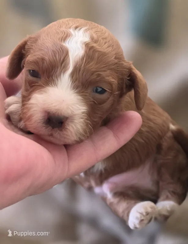 Budy – Cavapoo puppy for sale in Clinton, MO