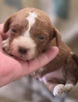 Budy, a male Cavapoo for sale in Clinton, MO – 1 of 10