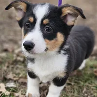Heartly no tail, a male Cardigan Welsh Corgi for sale in Clinton, MO – Photo 1 of 9
