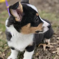 Heartly no tail, a male Cardigan Welsh Corgi for sale in Clinton, MO – Photo 2 of 9