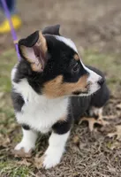 Heartly no tail, a male Cardigan Welsh Corgi for sale in Clinton, MO – Photo 2 of 9