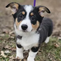 Heartly no tail, a male Cardigan Welsh Corgi for sale in Clinton, MO – Photo 3 of 9