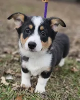 Heartly no tail, a male Cardigan Welsh Corgi for sale in Clinton, MO – Photo 3 of 9