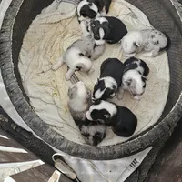 Heartly no tail, a male Cardigan Welsh Corgi for sale in Clinton, MO – Photo 4 of 9