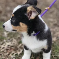 Heartly no tail, a male Cardigan Welsh Corgi for sale in Clinton, MO – Photo 8 of 9