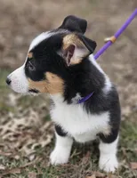 Heartly no tail, a male Cardigan Welsh Corgi for sale in Clinton, MO – Photo 8 of 9