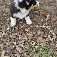 Heartly no tail, a male Cardigan Welsh Corgi for sale in Clinton, MO – Photo 9 of 9