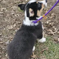 Heartly no tail, a male Cardigan Welsh Corgi for sale in Clinton, MO – Photo 7 of 9