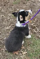 Heartly no tail, a male Cardigan Welsh Corgi for sale in Clinton, MO – Photo 7 of 9