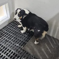 Heartly no tail, a male Cardigan Welsh Corgi for sale in Clinton, MO – Photo 6 of 9