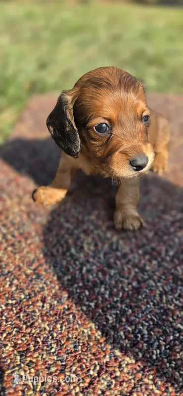 Summer Long-haired  – Miniature Dachshund puppy for sale in Clinton, MO