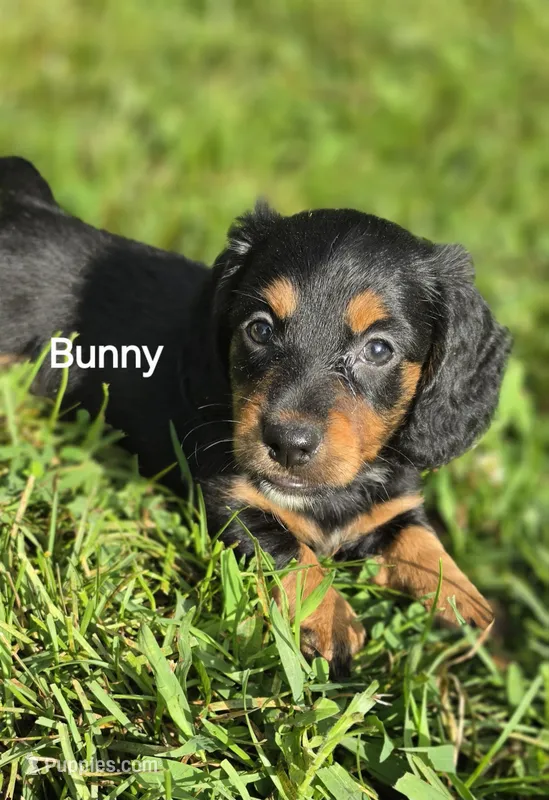 Bunny-Long-haired  – Miniature Dachshund puppy for sale in Clinton, MO
