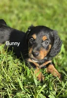 Bunny-Long-haired , a female Miniature Dachshund for sale in Clinton, MO – 1 of 10