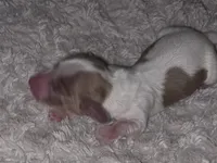 Logar Long-haired , a male Miniature Dachshund for sale in Clinton, MO – 4 of 9