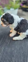 Louie, a male Cavapoo for sale in Clinton, MO – 6 of 10