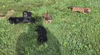 Sally Long-haired , a female Miniature Dachshund for sale in Clinton, MO – 5 of 9