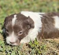 "PIXIE", a female Cavapoo for sale in Clinton, MO – 8 of 8