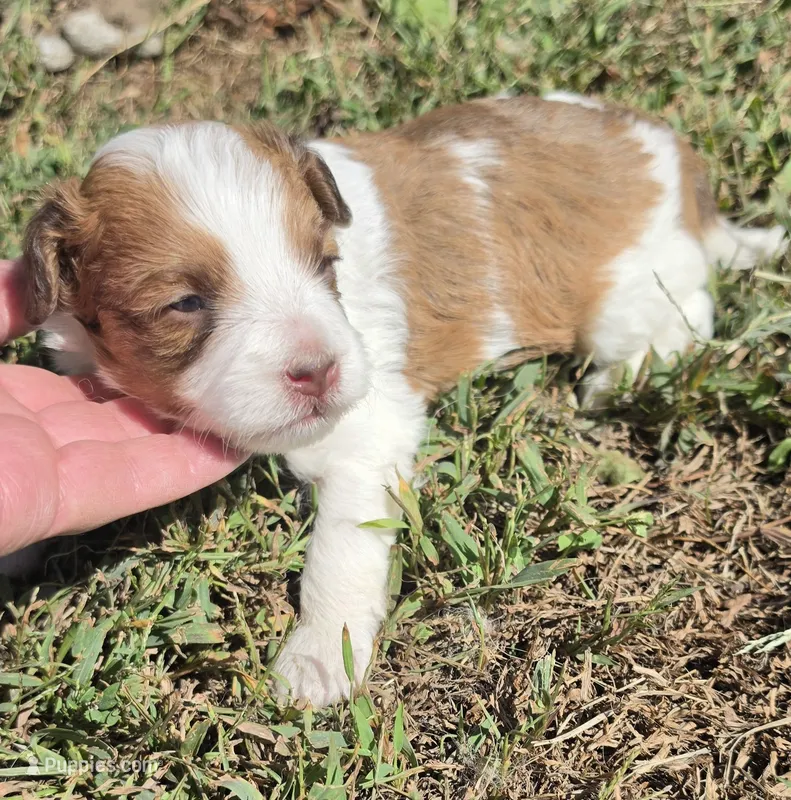 Missy – Cavapoo puppy for sale in Clinton, MO