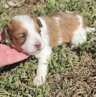 Missy, a female Cavapoo for sale in Clinton, MO – 1 of 10