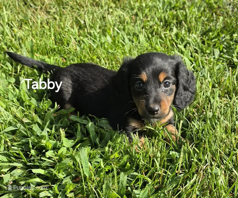 Tabby Long-haired  – Miniature Dachshund puppy for sale in Clinton, MO
