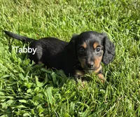 Tabby Long-haired , a female Miniature Dachshund for sale in Clinton, MO – 1 of 9