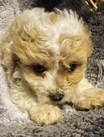 Chucky , a male Cavapoo for sale in Clinton, MO – Photo 2 of 6