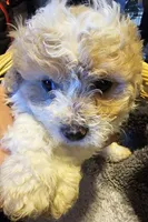 Chucky , a male Cavapoo for sale in Clinton, MO – Photo 3 of 6