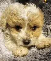 Chucky , a male Cavapoo for sale in Clinton, MO – Photo 1 of 6