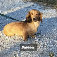 Bluey Long-haired , a male Miniature Dachshund for sale in Clinton, MO – 4 of 5