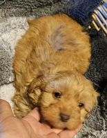 Boone, a male Cavapoo for sale in Clinton, MO – Photo 2 of 7